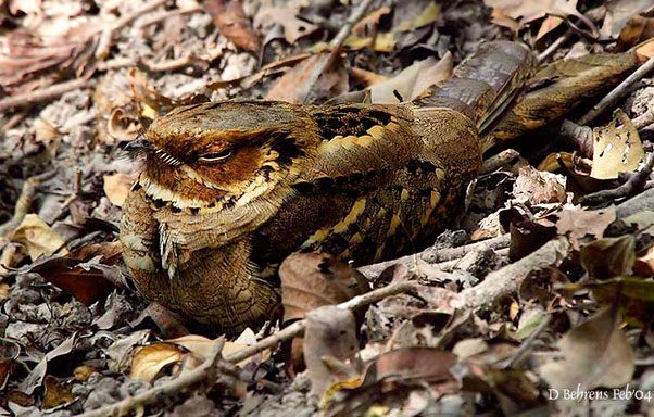 Large-tailed Nightjar