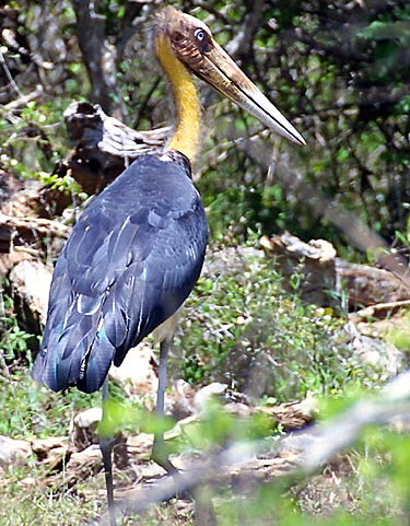 Lesser Adjutant