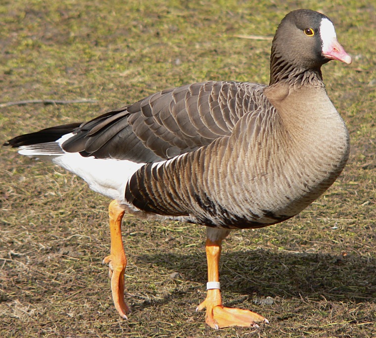 Lesser White Fronted Goose