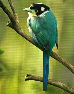 Long-tailed Broadbill