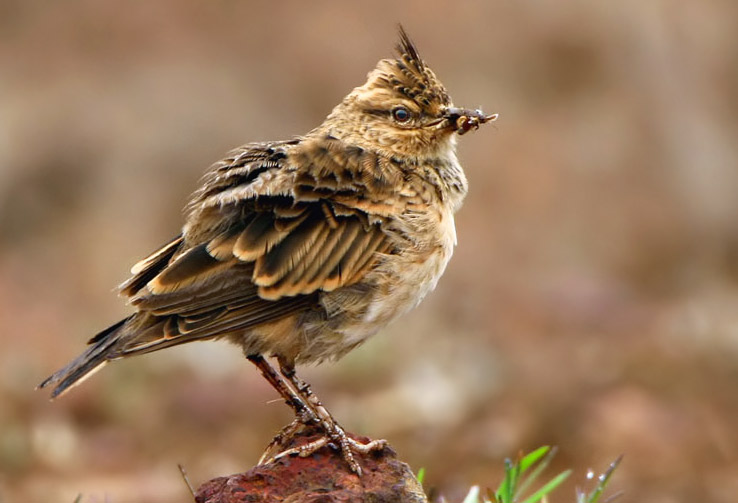 Malabar Lark