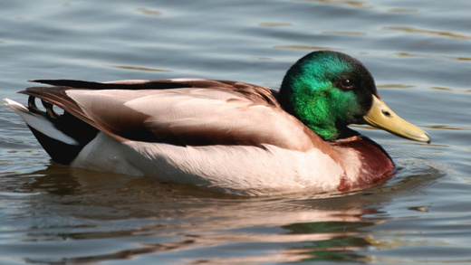 Mallard (male)