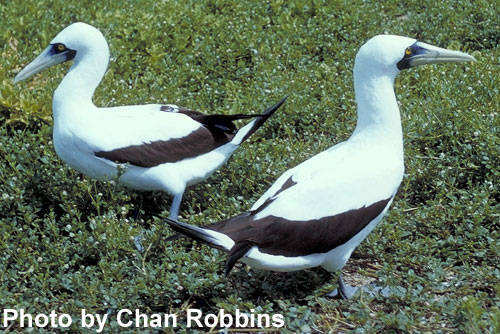 Masked Booby