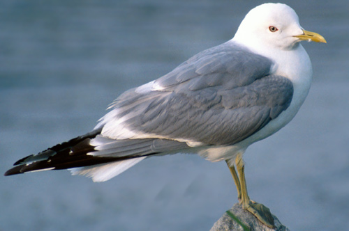 Mew Gull