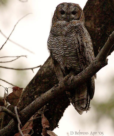 Mottled Wood Owl