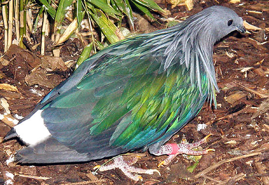 Nicobar Pigeon