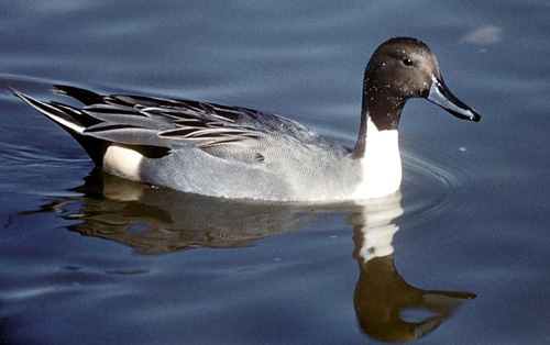 Northern Pintail