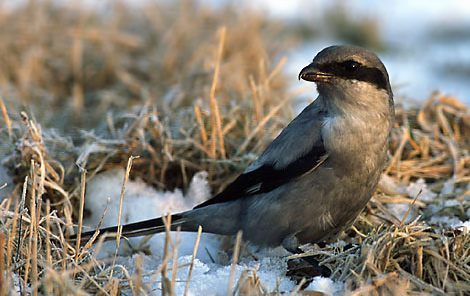 Northern Shrike