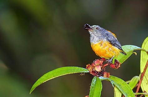 Orange-bellied Flowerpecker