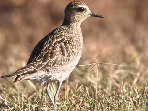 Pacific Golden Plover