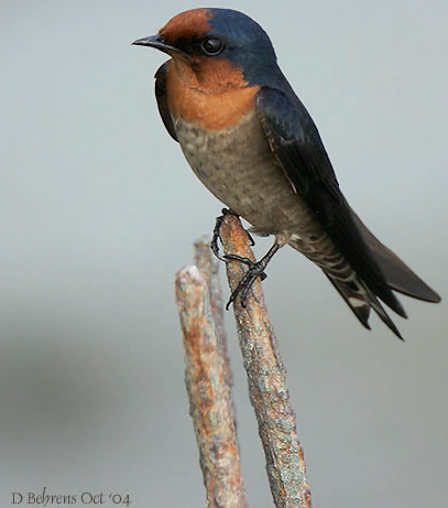 Pacific Swallow