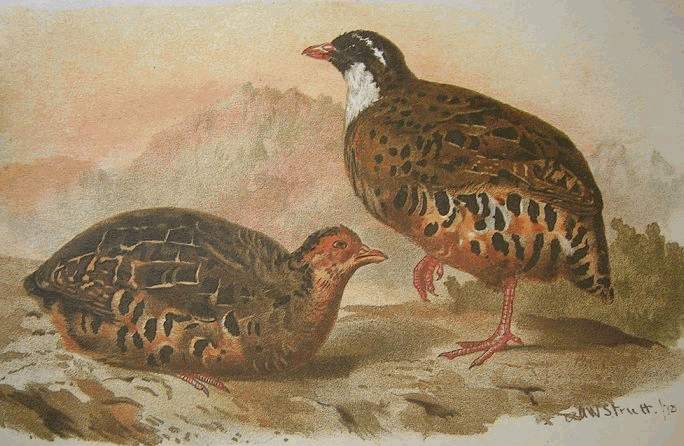 Painted Bush Quail