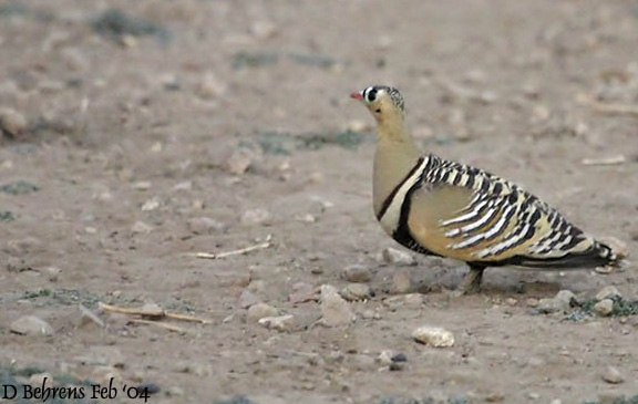 Painted Sandgrouse