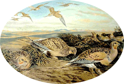 Pallas's Sandgrouse