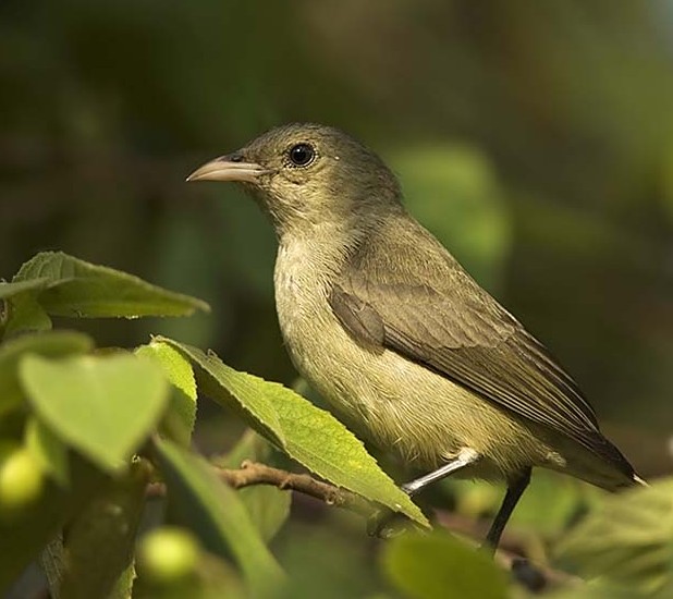 Tickell's Flowerpecker