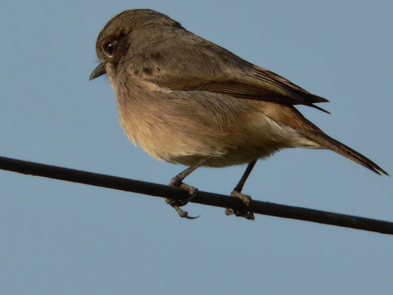 Pied Bushchat female