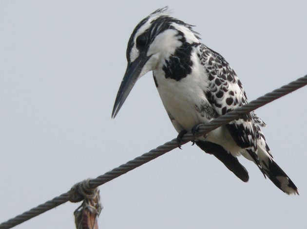 Pied Kingfisher