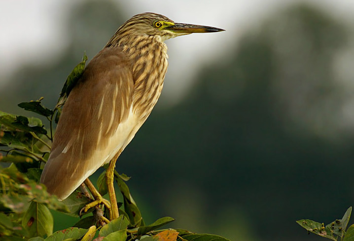 Indian Pond Heron