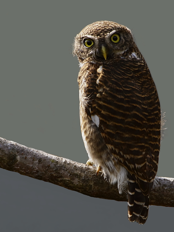 Asian Barred Owlet