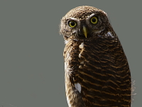 Glaucidium cuculoides