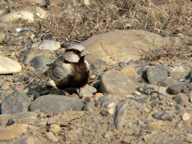 Ashy-crowned Sparrow-Lark