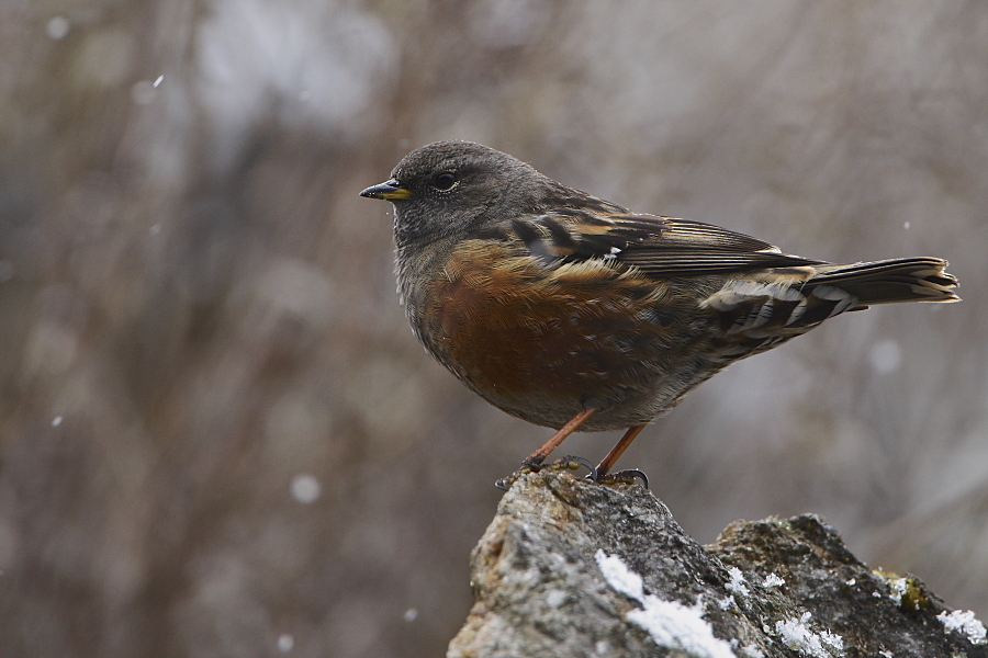 Alpine Accentor