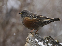 Prunella collaris