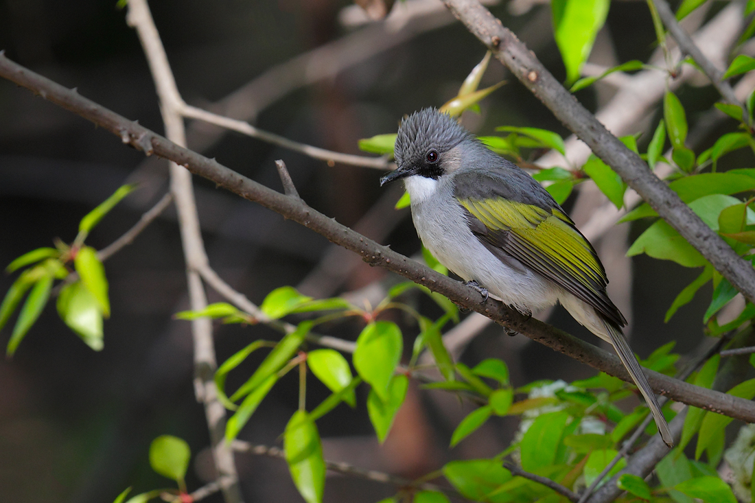 Ashy Bulbul