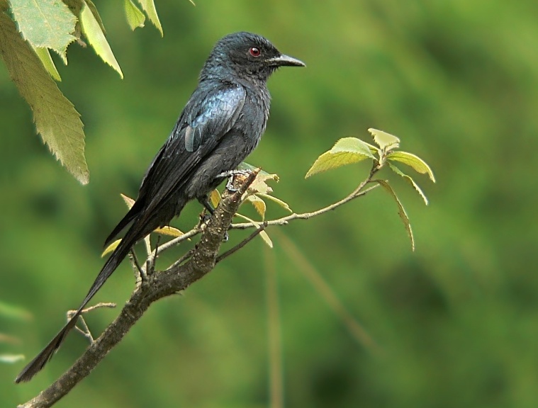 Ashy Drongo