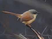 Prinia socialis