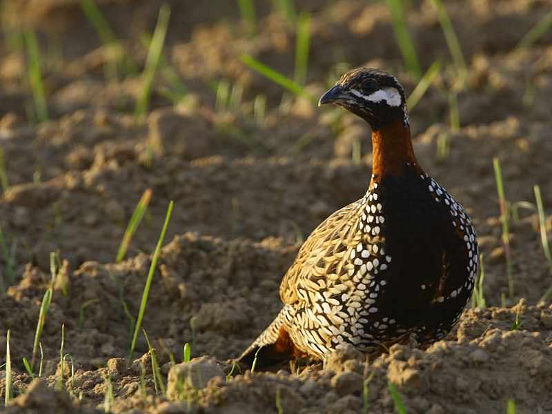 Black Francolin