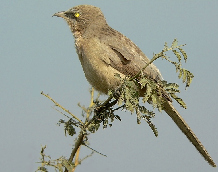 Large Grey Babbler