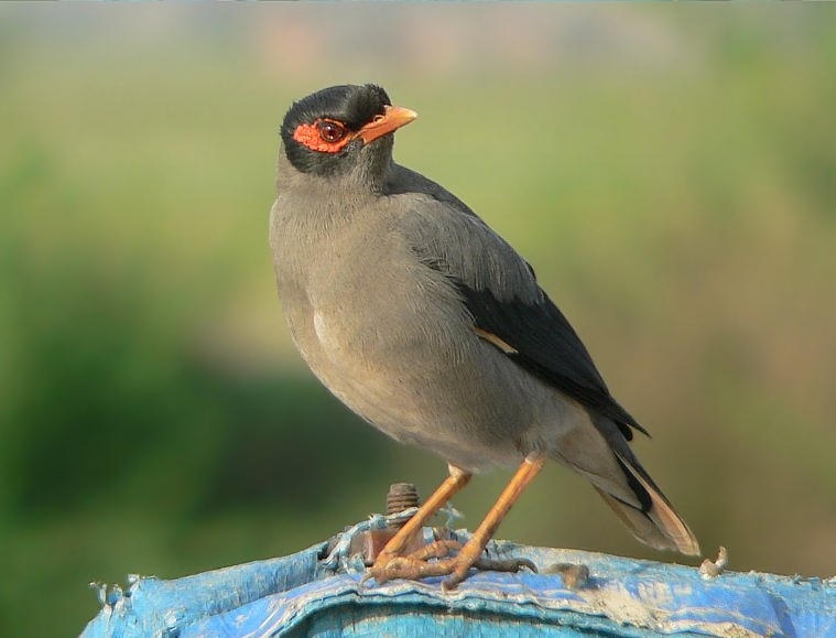 Bank Myna