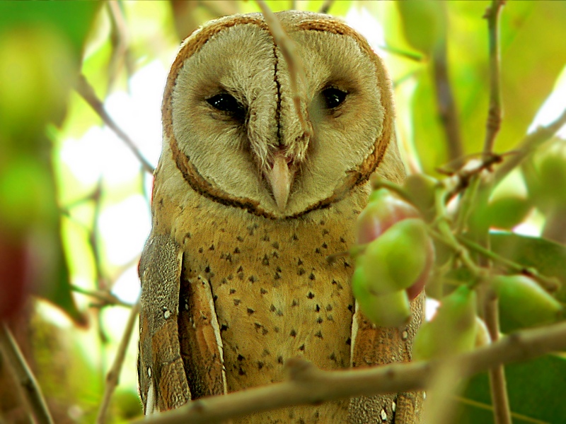 Barn Owl