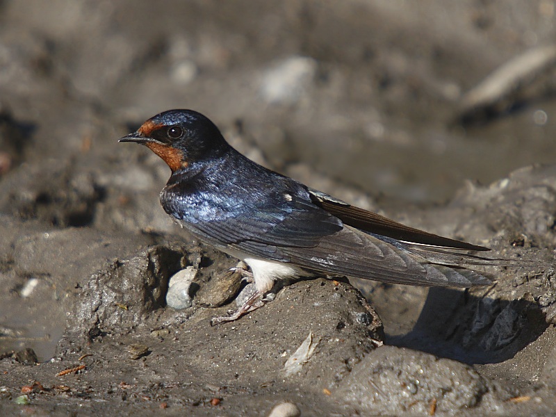 Barn Swallow