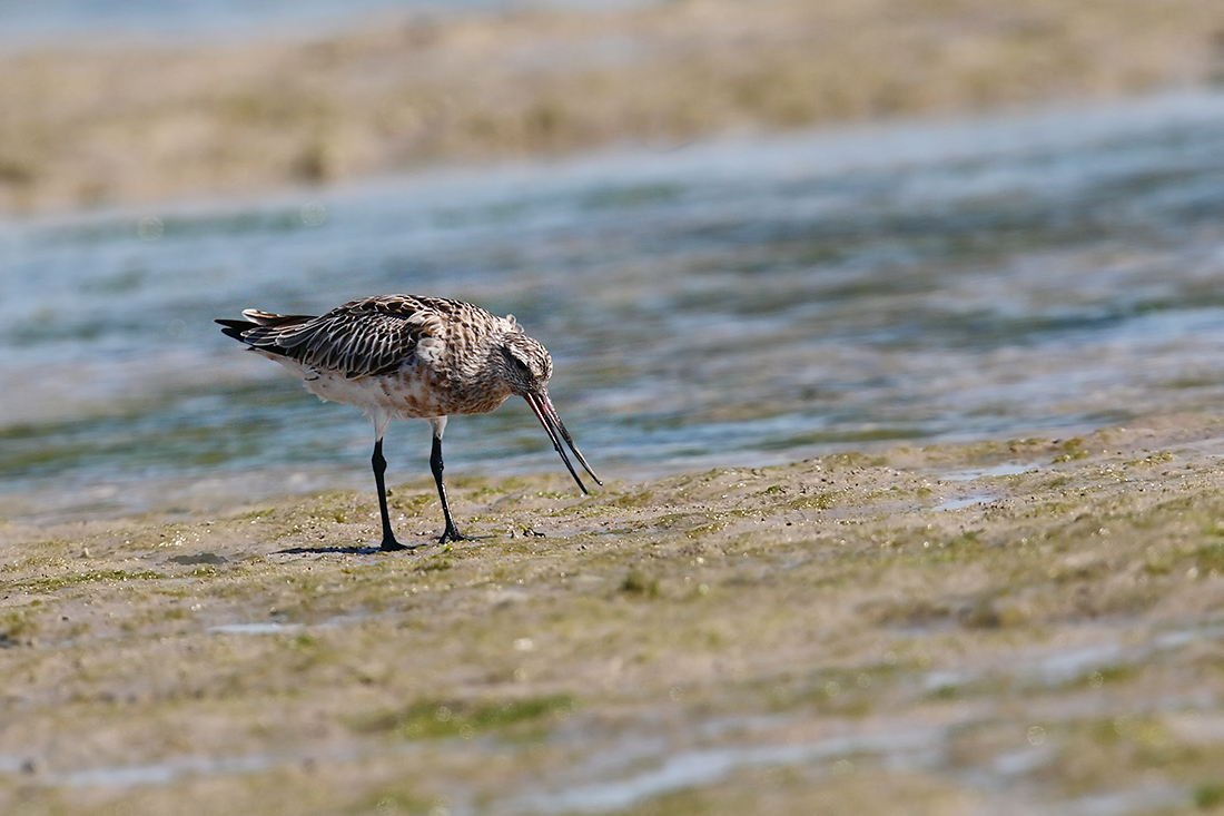 Limosa lapponica