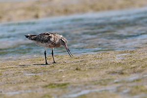 Limosa lapponica 