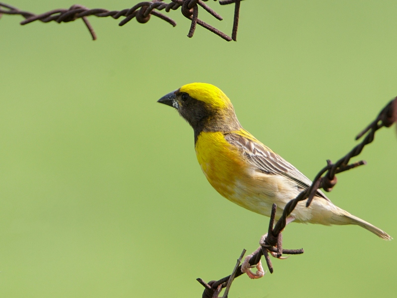 Baya Weaver