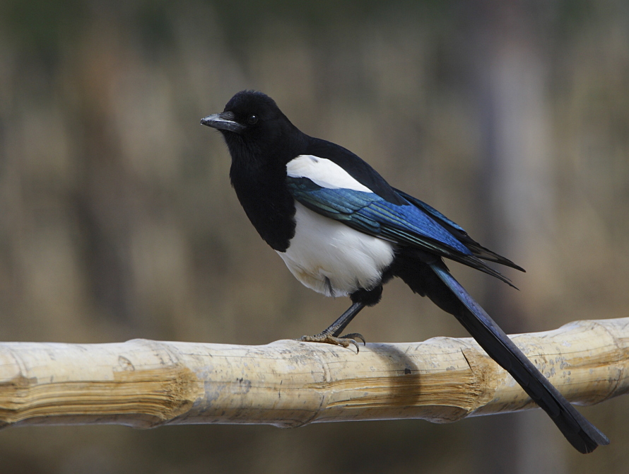 Black-billed Magpie