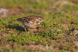 Anthus rubescens