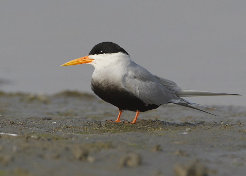 Black-bellied Tern