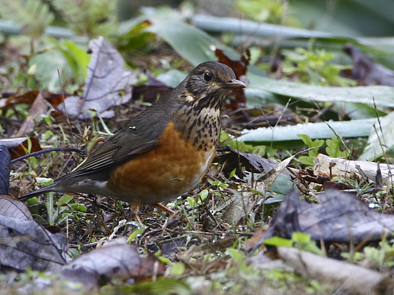 Black-breasted Thrush