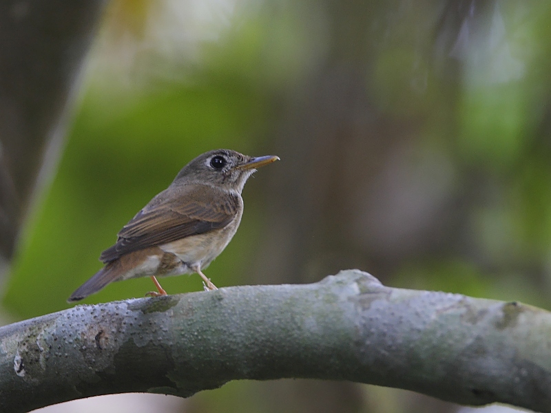 Brown-breasted Flycatcher