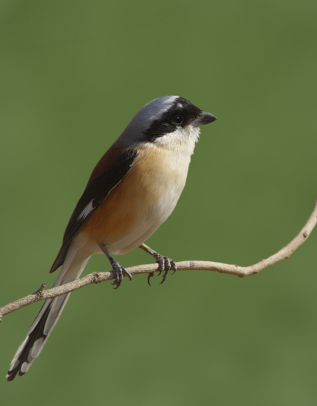 Bay-backed Shrike