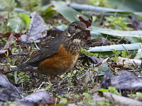 Turdus dissimilis