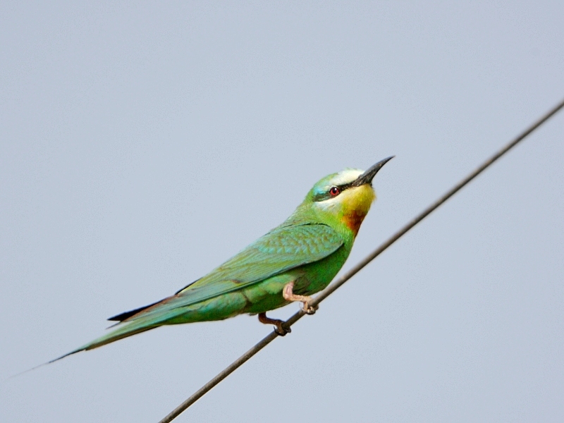 Blue-cheeked Bee-eater