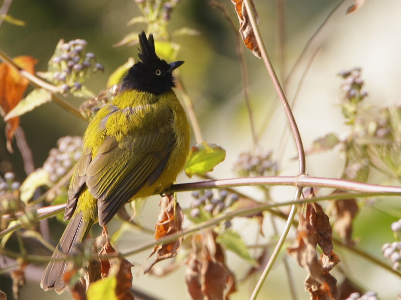 Black-crested Bulbul