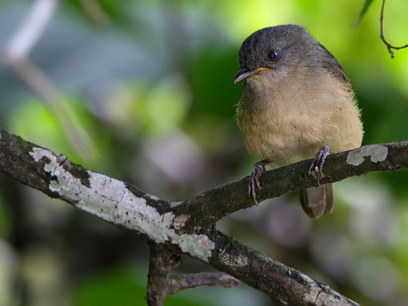 Brown-cheeked Fulvetta