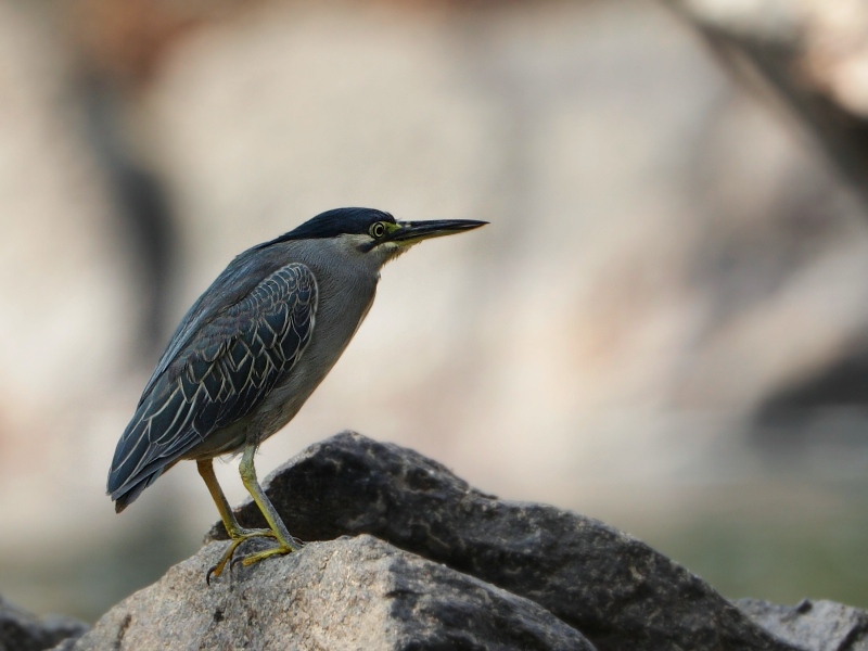 Striated Heron