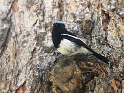 Phoenicurus caeruleocephalus